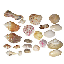 Lot real seashells for sale  Henderson