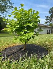 Healthy ginkgo biloba for sale  Mount Airy