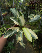 Aglaonema Survana Bumi Varigated free pythosanitary ship by dhl express, used for sale  Shipping to South Africa