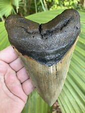 Megalodon shark tooth for sale  Altoona