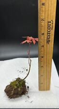 Red japanese maple for sale  Hillsborough