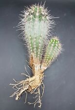 Pachycereus pringlei dichotomic on roots POT cm 12 Cod 1974 Cactus cacti kakteen for sale  Shipping to South Africa