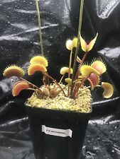 Venus flytrap fts for sale  Chesapeake