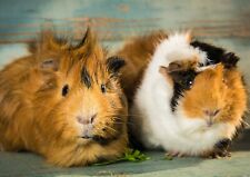 Adorable fluffy guinea for sale  SELBY
