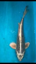 Ghost koi carp for sale  Estill