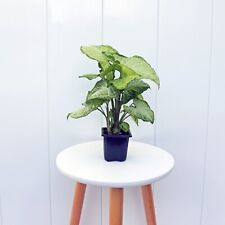 Syngonium white butterfly for sale  Boca Raton