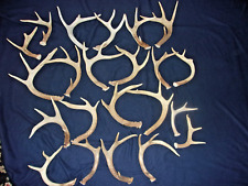 rattling antlers for sale  Arkport