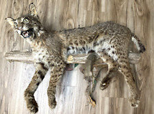 Bobcat taxidermy wall for sale  Monroe