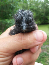 Ayam cemani fertile for sale  Chipley