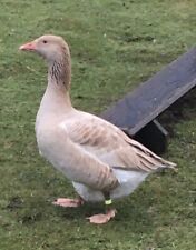 Brecon buff goose for sale  PWLLHELI