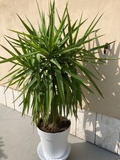 pianta yucca usato pianta yucca usato San Giorgio Bigarello