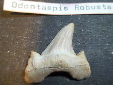 Fossile dent requin d'occasion  Gap