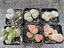 potted succulents for sale  Gilroy