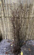 Prunus spinosa blackthorn for sale  SOUTHAMPTON
