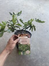 gallon fig trees for sale  Ridgeville