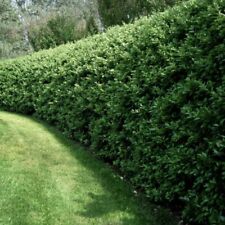 Privet bush hedges for sale  Ayden