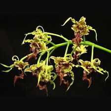 Dendrobium spectabile usato  Tresana