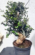 Bonsai livenbaum lea gebraucht kaufen  München
