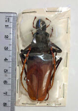 Prioninae PSALIDOGNATHUS ANTONKOZLOVI****male 66-68 mm****Peru, used for sale  Shipping to South Africa