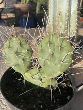 Wicked spined prickly for sale  Phoenix