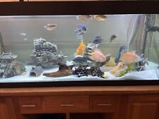 Used, 5ft Tropical Aquarium Fish Tank With Cabinet And All Accessories for sale  TEIGNMOUTH