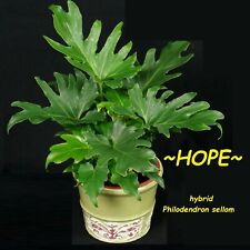 Hope split leaf for sale  Haleiwa