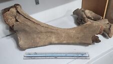 Fossil mammoth leg for sale  Fort Wayne