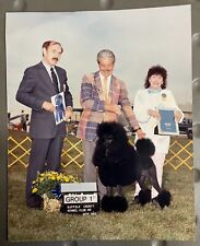 Black standard poodle for sale  Shipping to Ireland