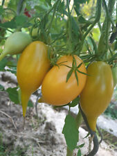 Buratino tomate samen gebraucht kaufen  Weissach
