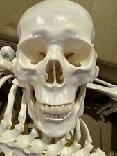 real human skeleton for sale  Shipping to Ireland