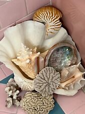 A Lot of Large Beautiful Sea Shells for sale  Shipping to South Africa