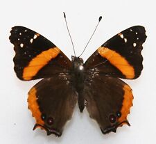 Butterfly male antanartia for sale  Shipping to Ireland