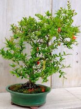 Prebonsai bonsai melograqno usato  Roma