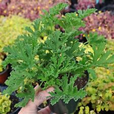 Pelargonium citrosum citronell for sale  Winter