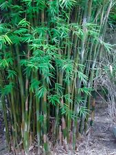 Golden fishpole bamboo for sale  Science Hill