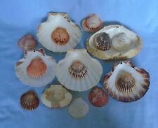 Sea shells assorted for sale  PETERBOROUGH