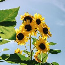 Sunflower henry wilde for sale  SALISBURY
