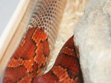 corn snakes for sale  LONDON