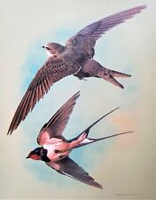 Swallow swift flight.. for sale  NELSON