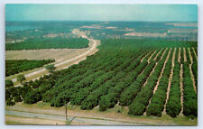 Cartão postal laranja toranja bosque citrinos cinto central Floridan Ariel vista UNP comprar usado  Enviando para Brazil