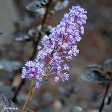 Ceanothus tuxedo california for sale  NORTHWICH