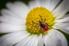 Borreliose schnelltest zeckenb gebraucht kaufen  Sinsheim