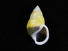 Land Snail Amphidromus naggsi 67mm ID#7321, used for sale  Shipping to South Africa