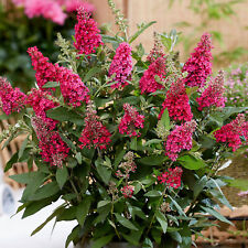 Buddleia butterfly candy for sale  UK