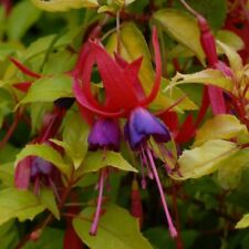 Fuchsia genii shrub for sale  UK
