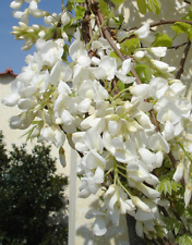 Glicine wisteria pianta usato  Valmacca