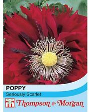 Poppy seriously scarlet for sale  IPSWICH