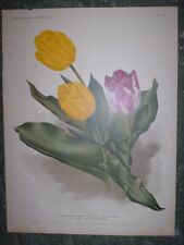 Tulipani florilegium harlemens usato  Arezzo