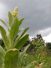 250 mullein seeds for sale  Jefferson City