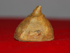 corail fossile d'occasion  Expédié en Belgium